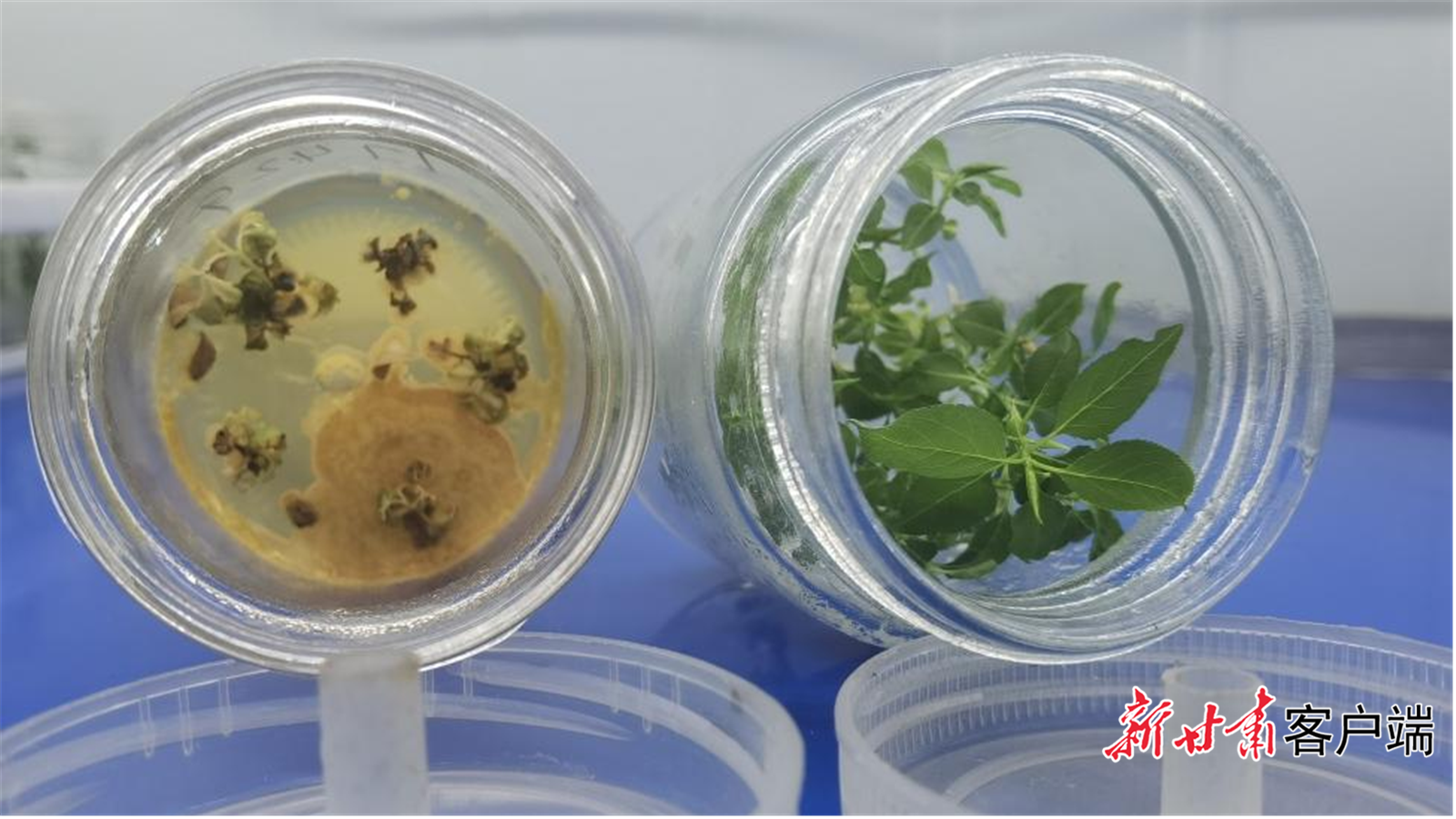 被污染的苗木和长势良好的脱毒苗