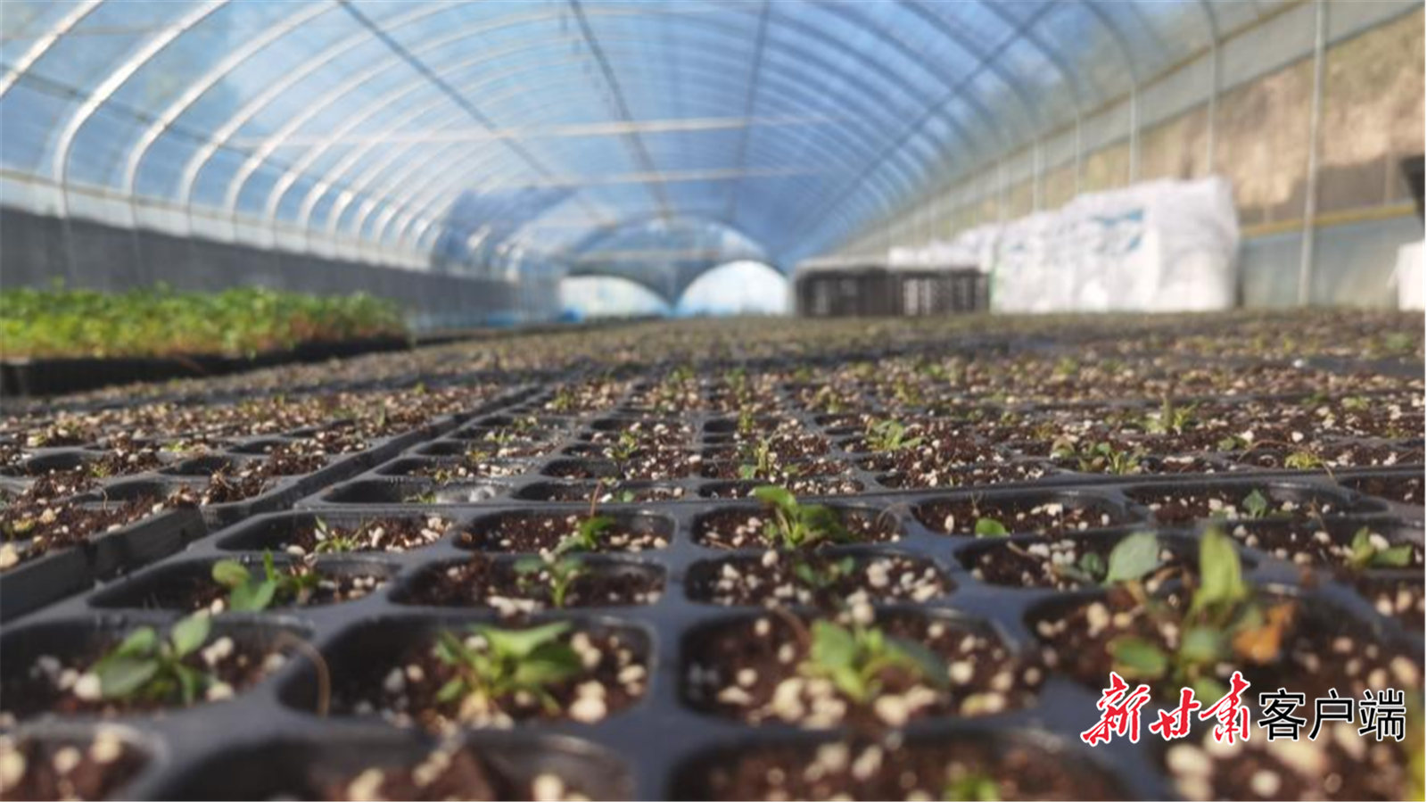 大棚内的脱毒种苗