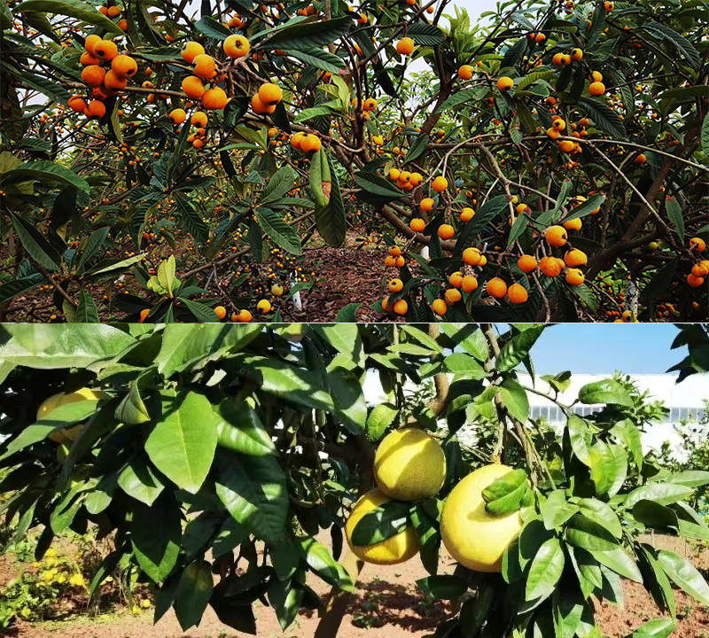 每到收获的季节，重变电器园区里种植的各类水果就挂满枝头