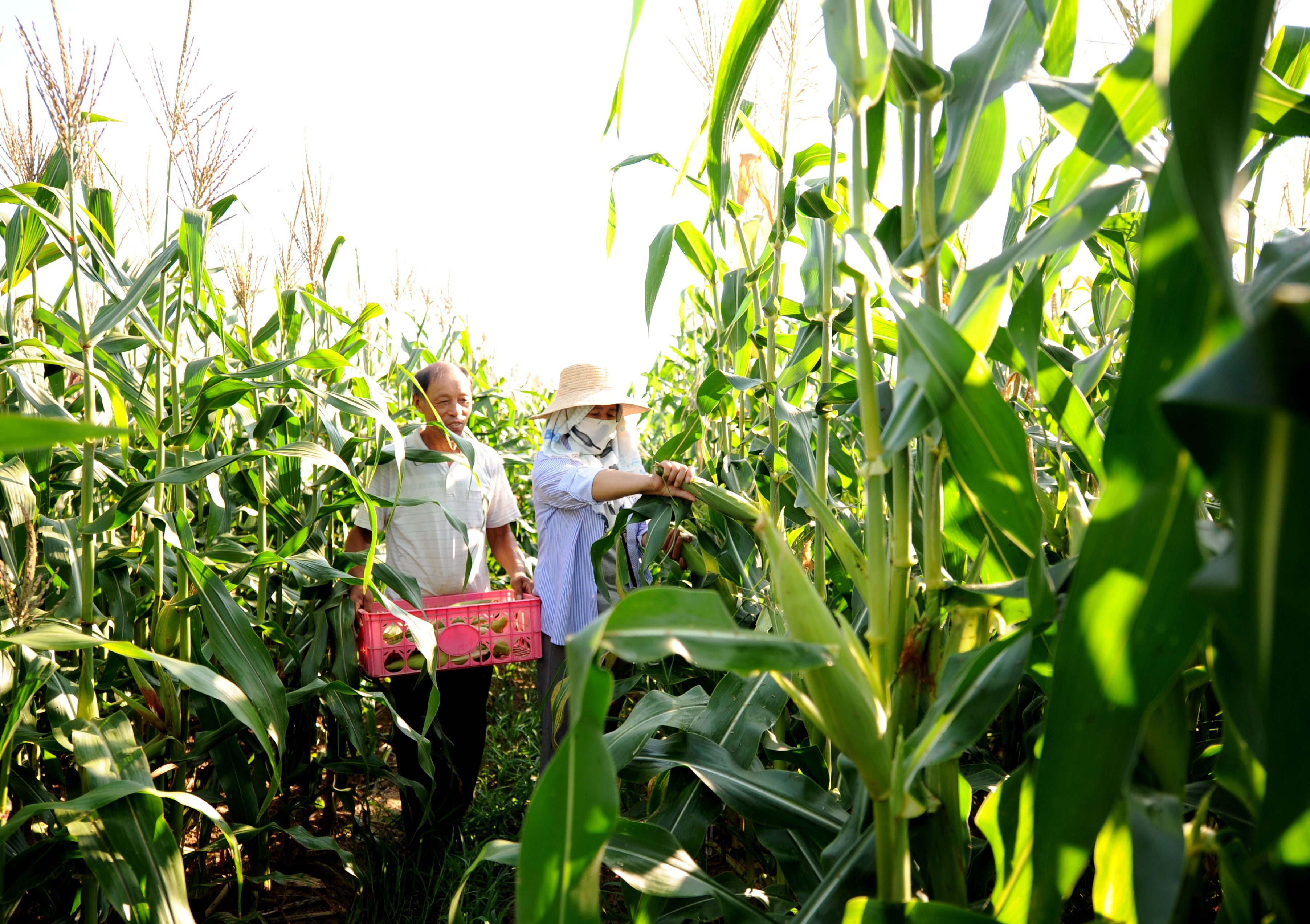 安庆大观区:玉米试验田喜获丰收凤凰网安徽_凤凰网