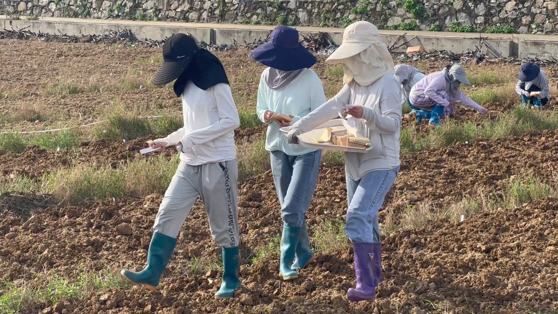 农学生的田间生活:希望贡献科研力量让农民种地不再那么辛苦