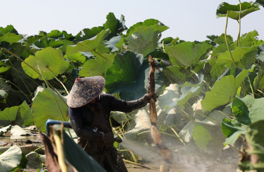 江西彭泽:莲藕丰收 藕农泥里淘“金”忙