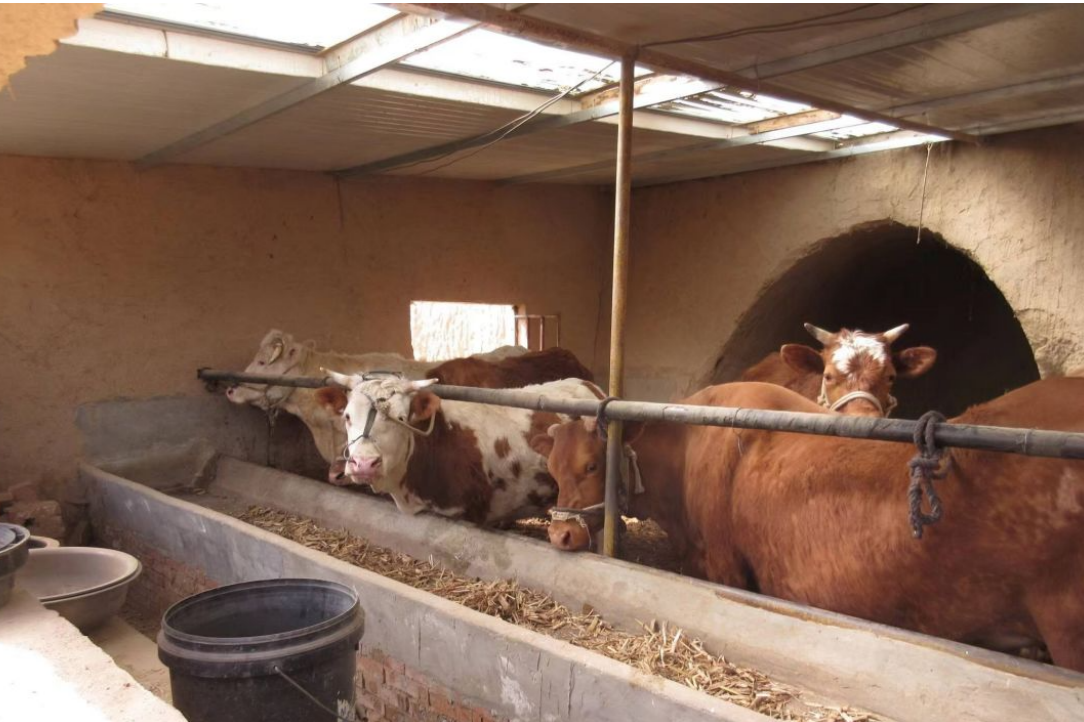 甘肃省泰岳种植养殖农业专业合作社经营的肉牛养殖基地