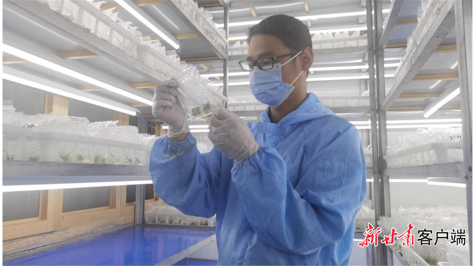 苏晓林在组培室查看种苗