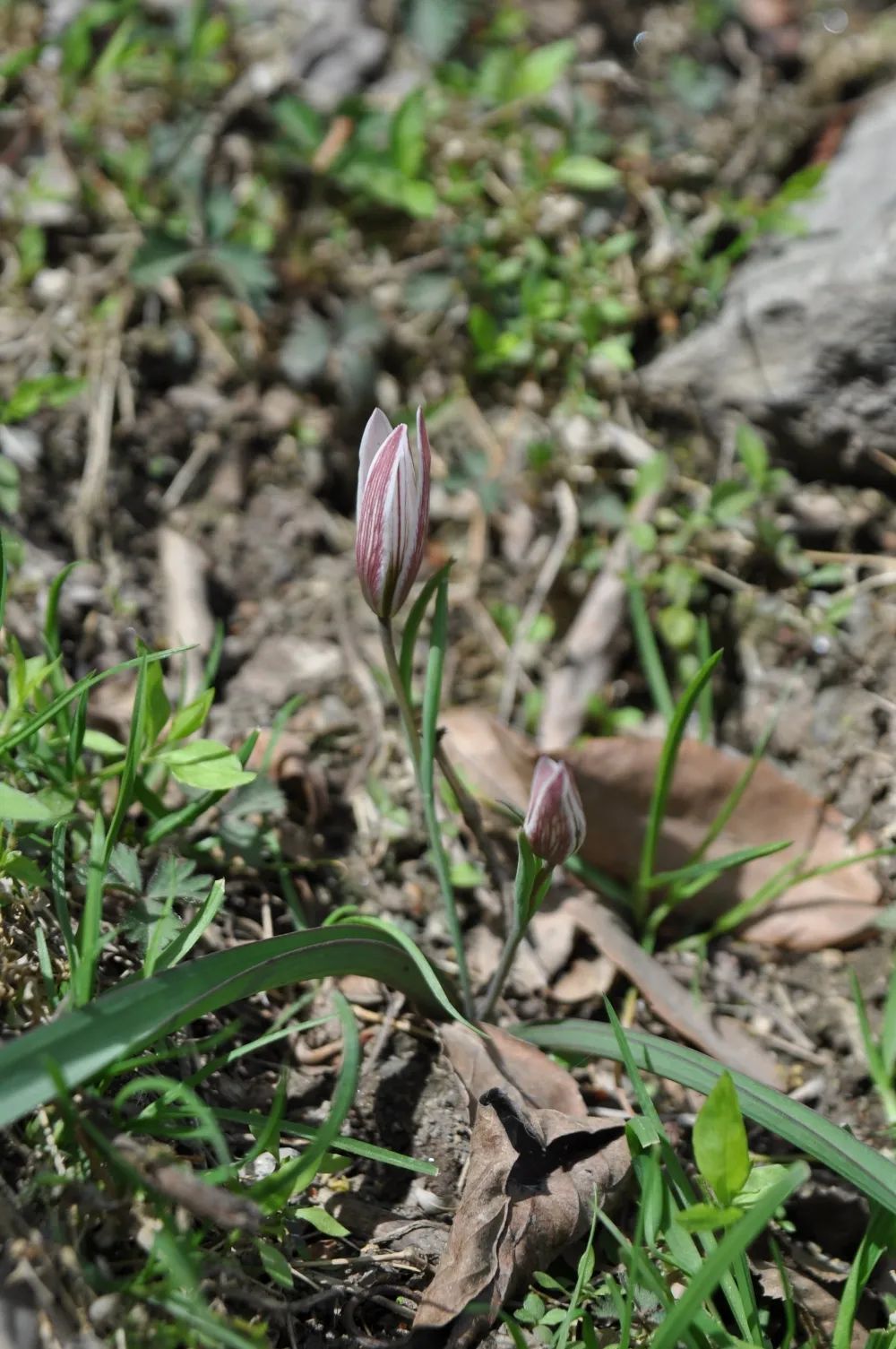 山西省首次发现老鸦瓣