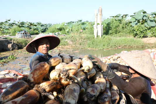 江西彭泽:莲藕丰收 藕农泥里淘“金”忙