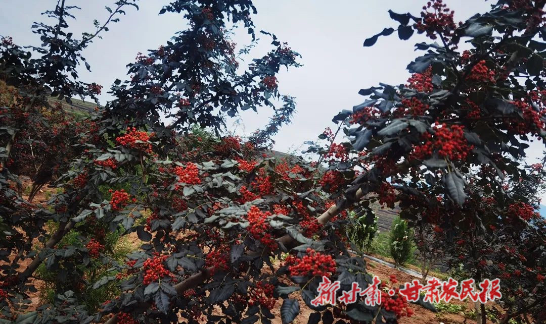 红红的花椒挂满枝头 新甘肃&middot;甘肃农民报通讯员 兰睿 摄