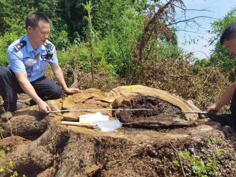 古樹莫名枯死背後：湘贛兩省35株古樹遭毒害警方抓20人
