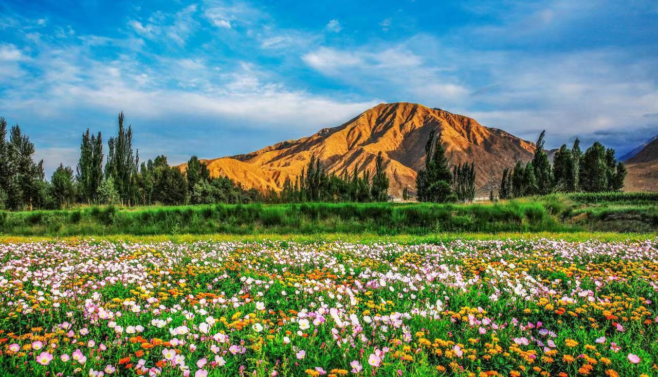 金佛寺镇花卉制种