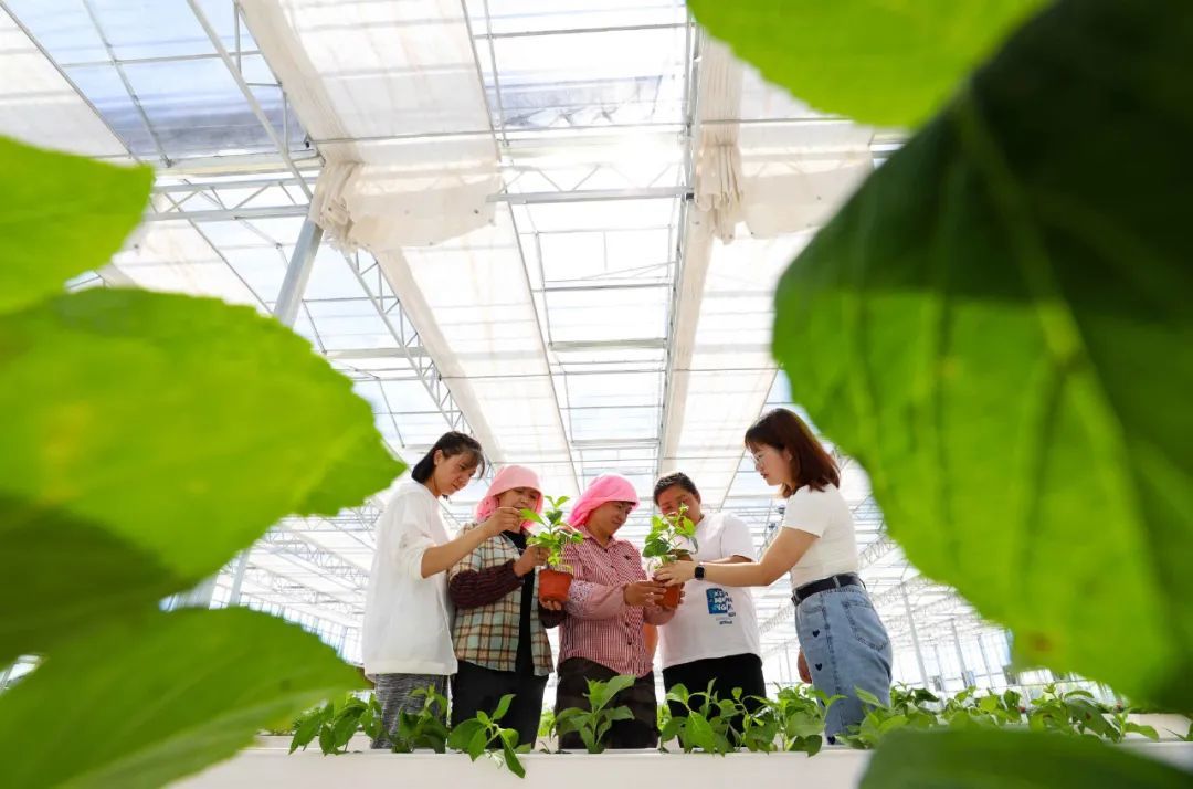 张掖甘州温室秋冬花卉栽培忙 你家中秋国庆的花全包了