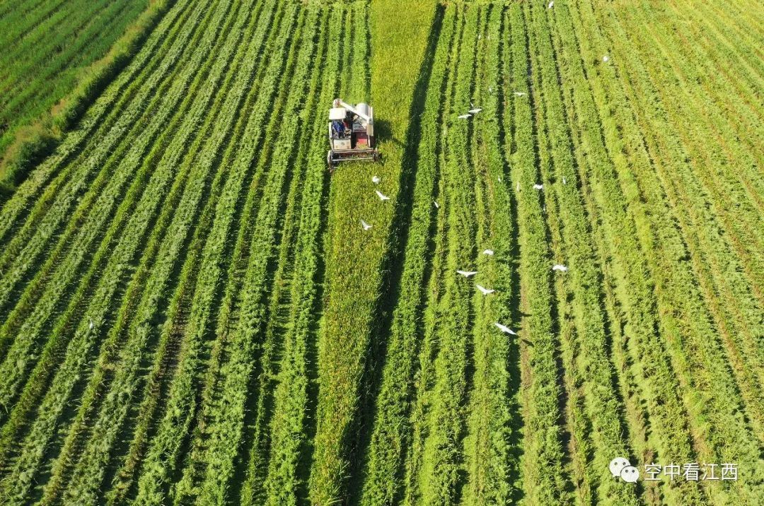 地点：吉安市泰和县 邓和平 摄