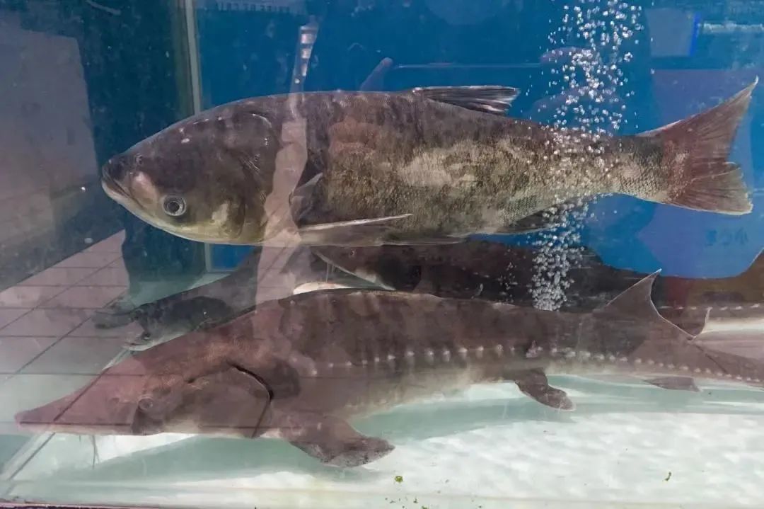 浙江一超市出售國家一級保護動物?回應來了鳳凰網浙江_鳳凰網