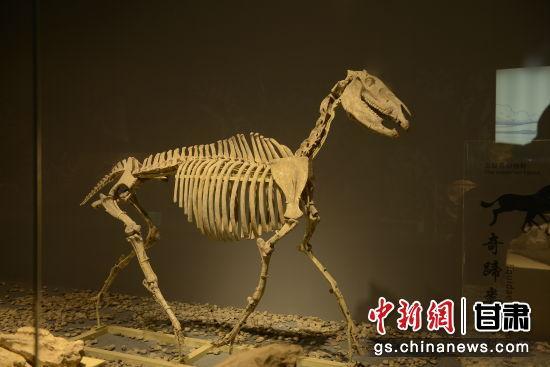 世界上最丰富的三趾马动物群化石