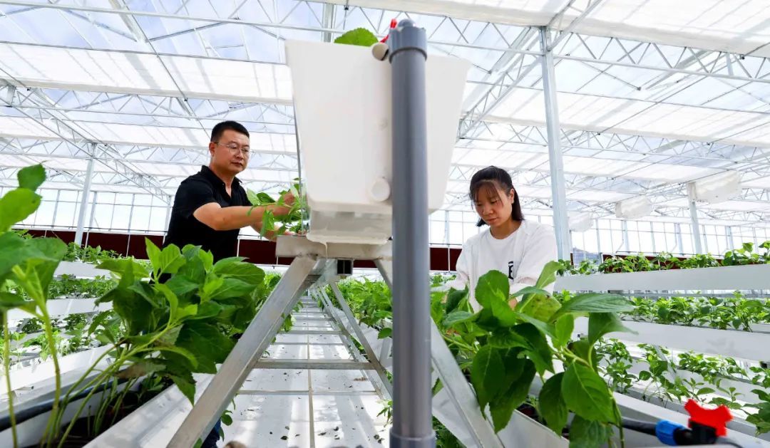 张掖甘州温室秋冬花卉栽培忙 你家中秋国庆的花全包了