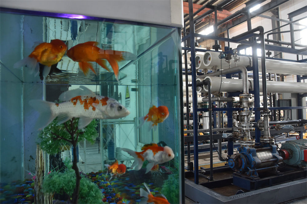 湖南省衡阳市水口山一家铅冶炼厂内放置了一个鱼缸，里面养了多条金鱼（2022年3月10日摄）。鱼缸里的水，正是经膜处理后的工业废水。新华社记者 白田田 摄