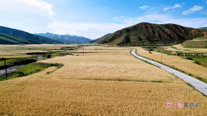 青稞作为甘南州的优势作物，常年播种面积25万亩左右。新甘肃·甘肃日报记者 韦德占