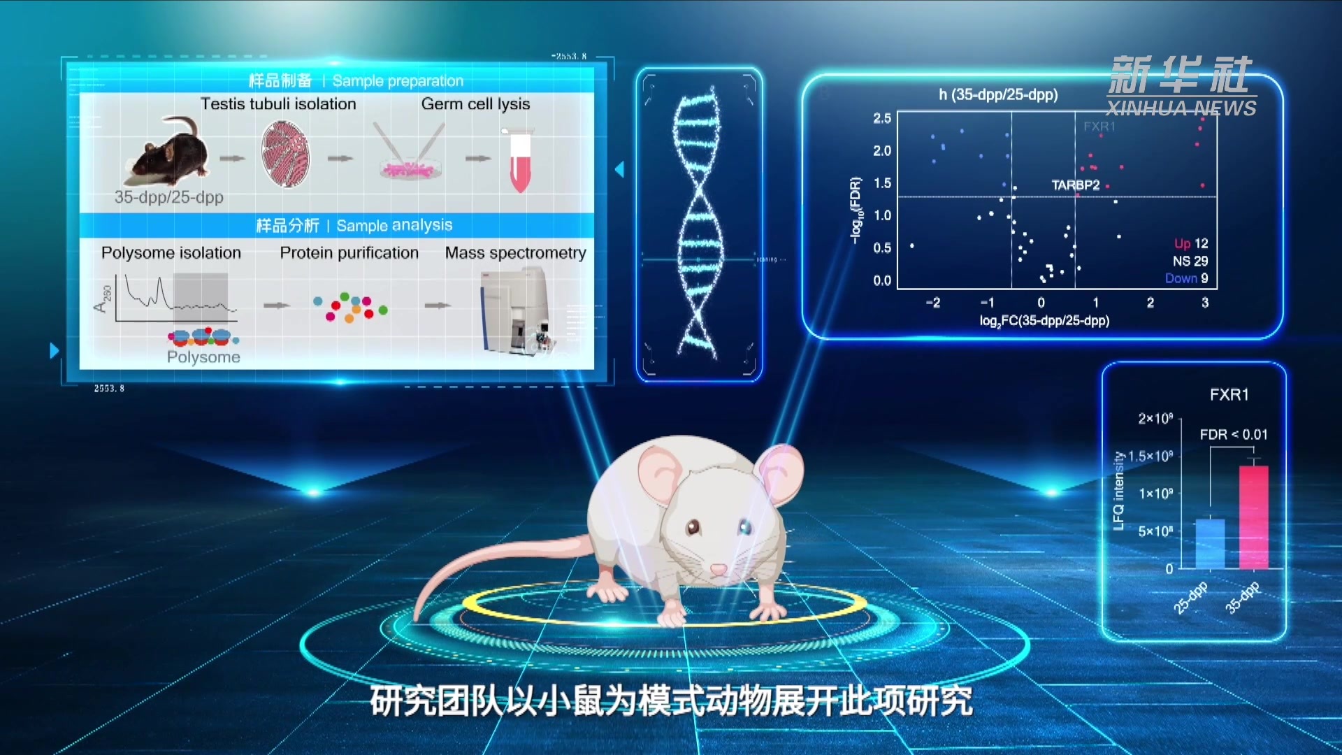 科研发现精子健康生成的重要机制——“相分离”