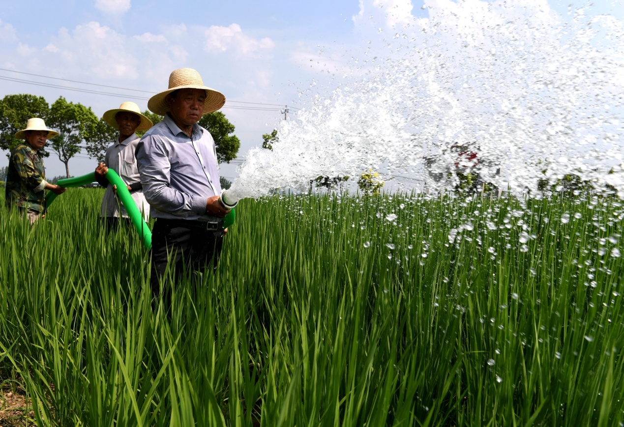 抗旱服务队队员为稻田灌溉.