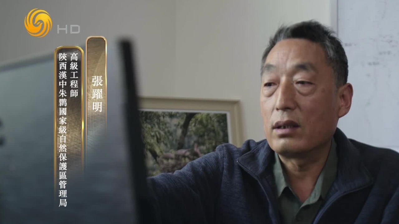 “朱鹮流浪记”：放飞后游荡长达半年，神奇地飞回救助点组建家庭