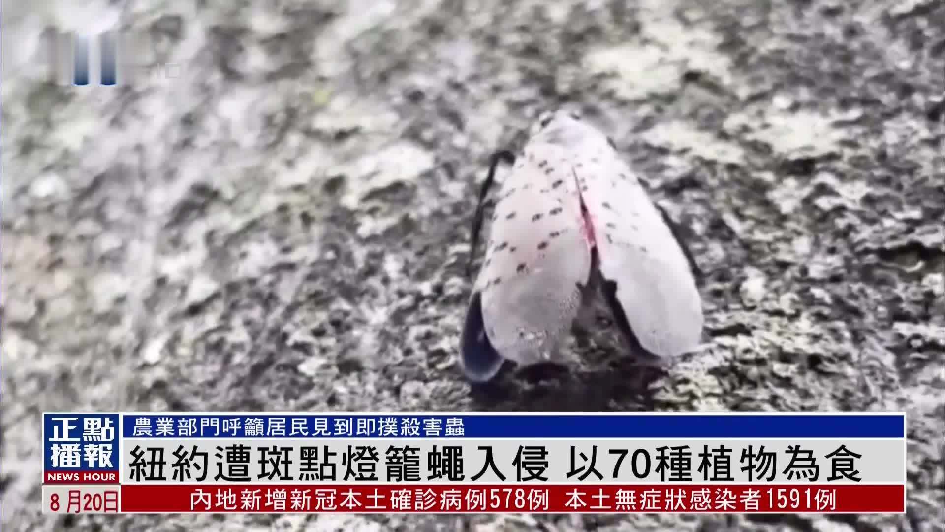 纽约遭斑点灯笼蝇入侵 以70种植物为食