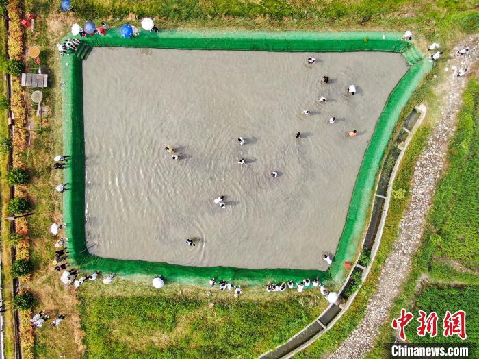 图为航拍坪田村稻田旁的摸鱼池，不少前来研学的学生在池子里体验摸鱼的快乐。　刘力鑫 摄