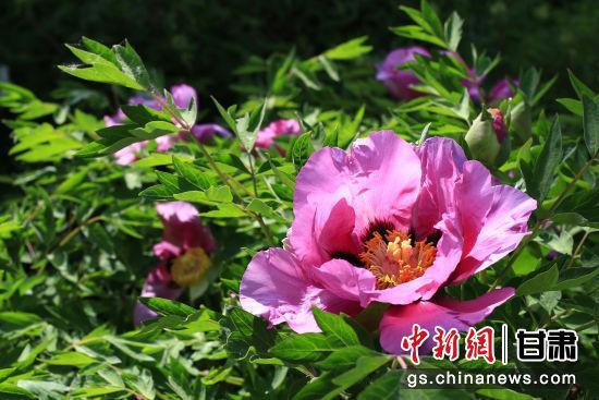 河州牡丹盛开。临夏市委宣传部供图