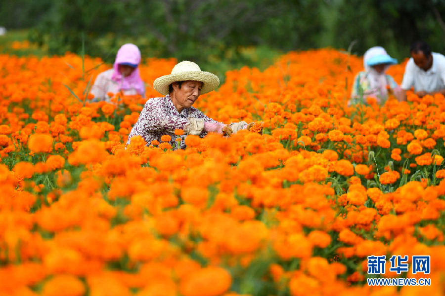 8月中旬，甘肃省天水市清水县永清镇苏屲村村民正在采摘万寿菊。新华网发 （周文涛 摄）