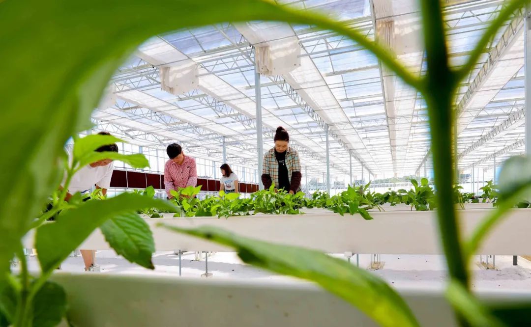 张掖甘州温室秋冬花卉栽培忙 你家中秋国庆的花全包了