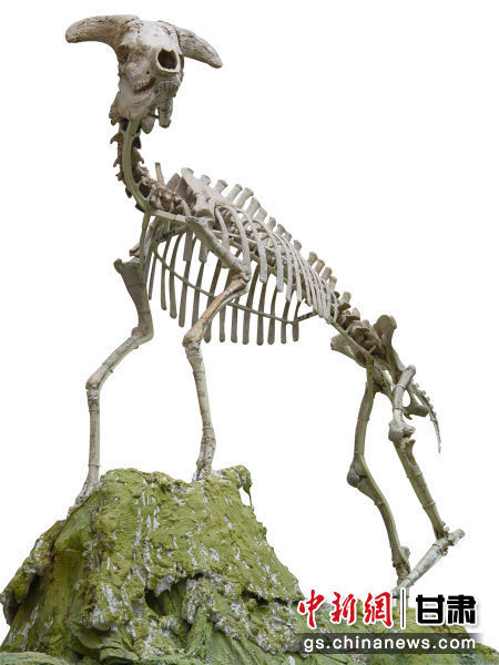 世界上独一无二的和政羊化石