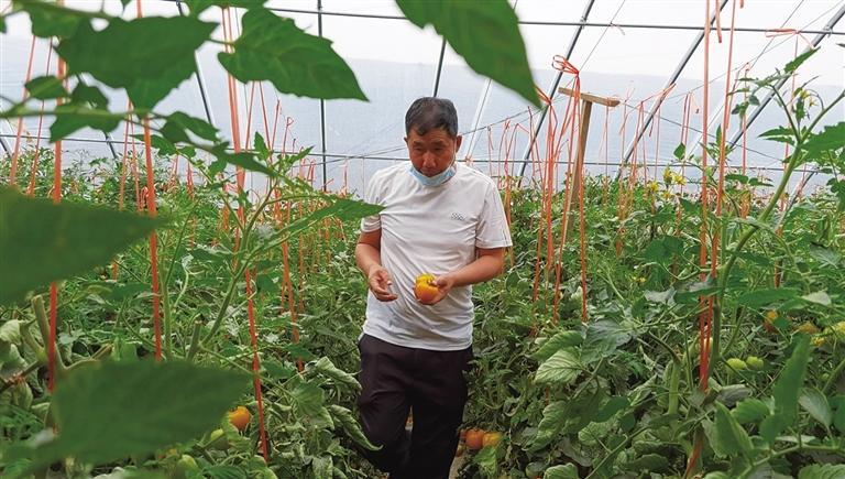 李永江正在大棚里摘西红柿