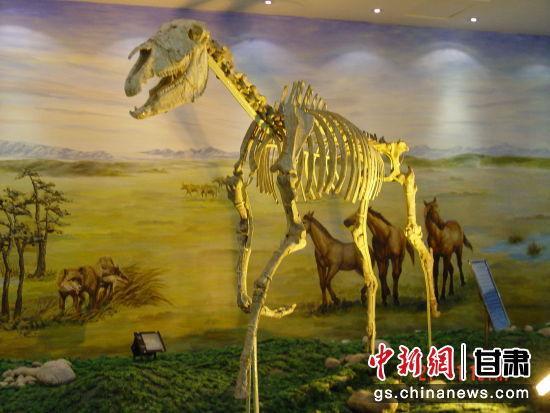 世界上最大的真马化石埃氏马