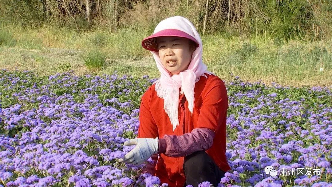 秀色可餐引来“钱景”无限！肃州庄稼人“花式”致富