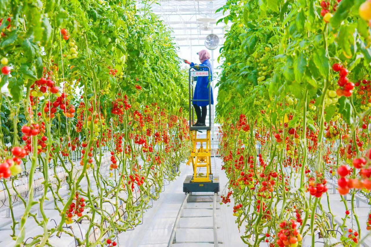 总寨敦煌种业戈壁农业产业园高标准智能化温室