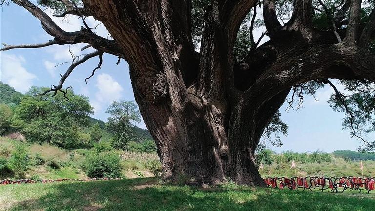 崇信古槐王 □资料照片