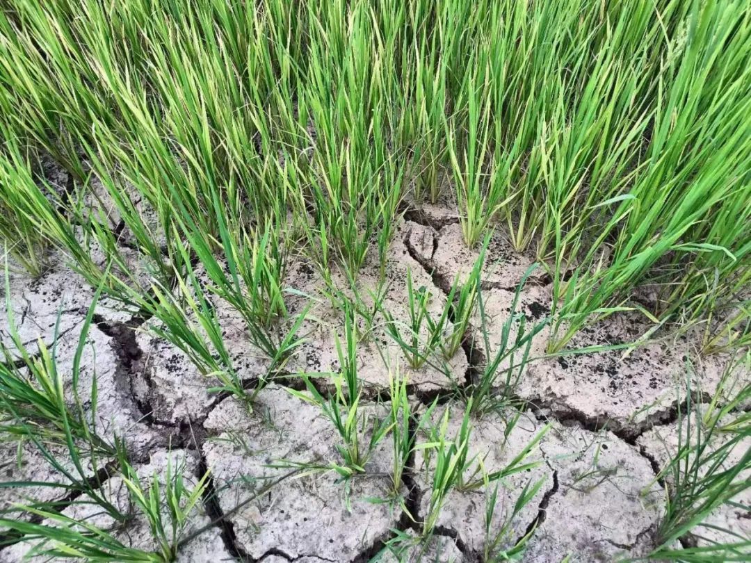 永修县立新乡竹岭村农田 拍摄:朱艳