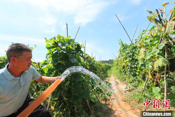 8月16日，江西省泰和县持续高温少雨天气，导致部分农田出现旱情，当地村民利用抗旱井抽水灌溉蔬菜基地。　邓和平 摄