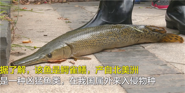 千万网友围观河南抓怪鱼:湖水快抽干 鱼没影了