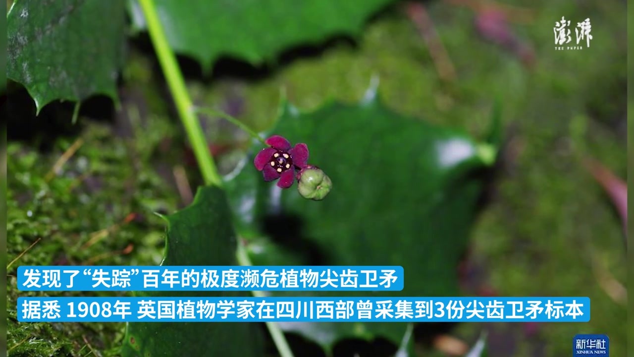 极度濒危植物“隐世”百年再现