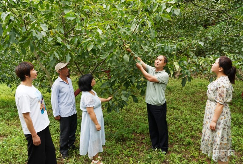 郭兴贵(右二)与种植户一起查看核桃长势 央广网发 陈昉昉 摄