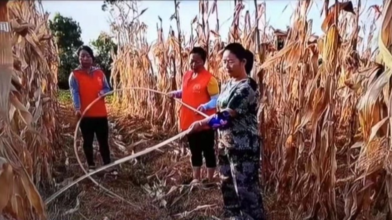 重庆官方回应下地抗旱给玉米杆浇水：系为套种药材黄精浇水