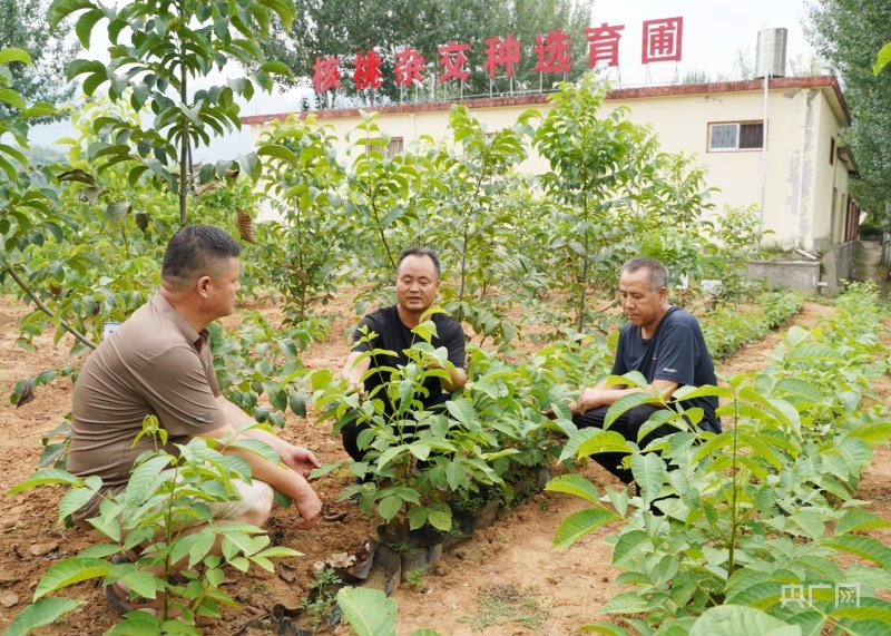 胡永辉(中)与同事研究核桃新品种选育情况 央广网发 陈昉昉 摄