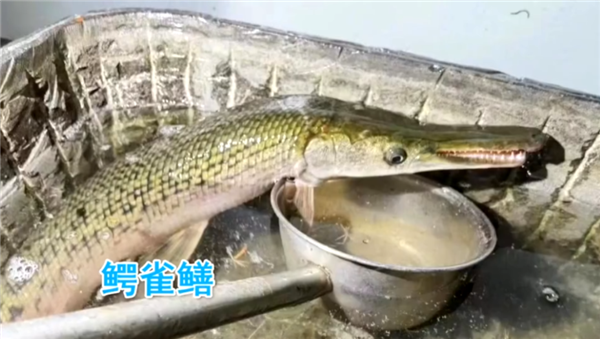 千万网友围观河南抓怪鱼:湖水快抽干 鱼没影了