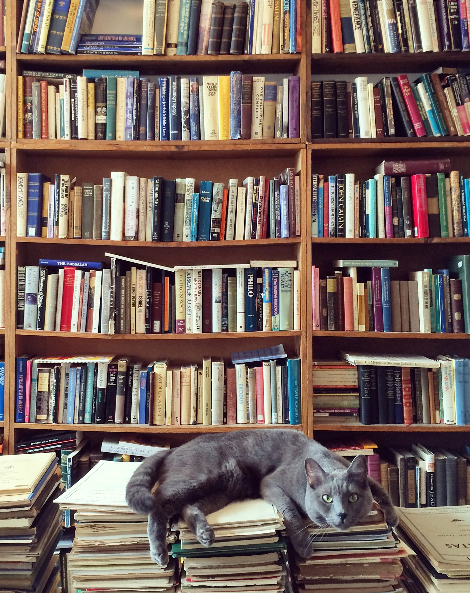 破产书商札记：猫是理想的文学伴侣