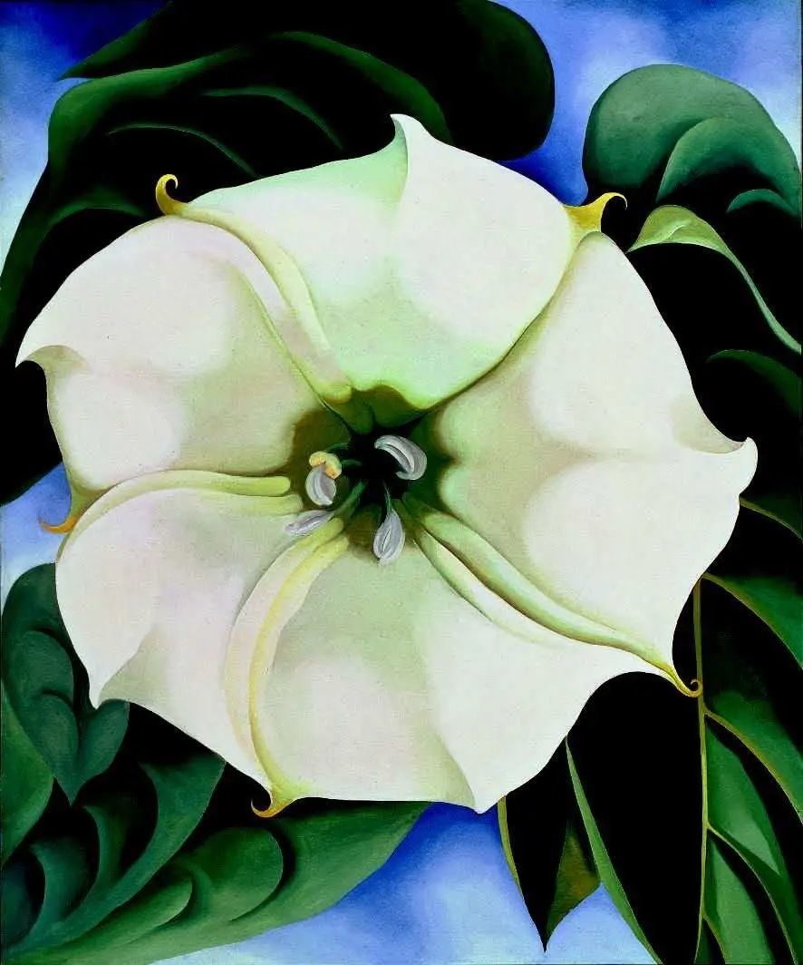 乔治亚·欧姬芙，《曼陀罗花（白花1号）》［Jimson Weed（White Flower No. I）］，1932年
