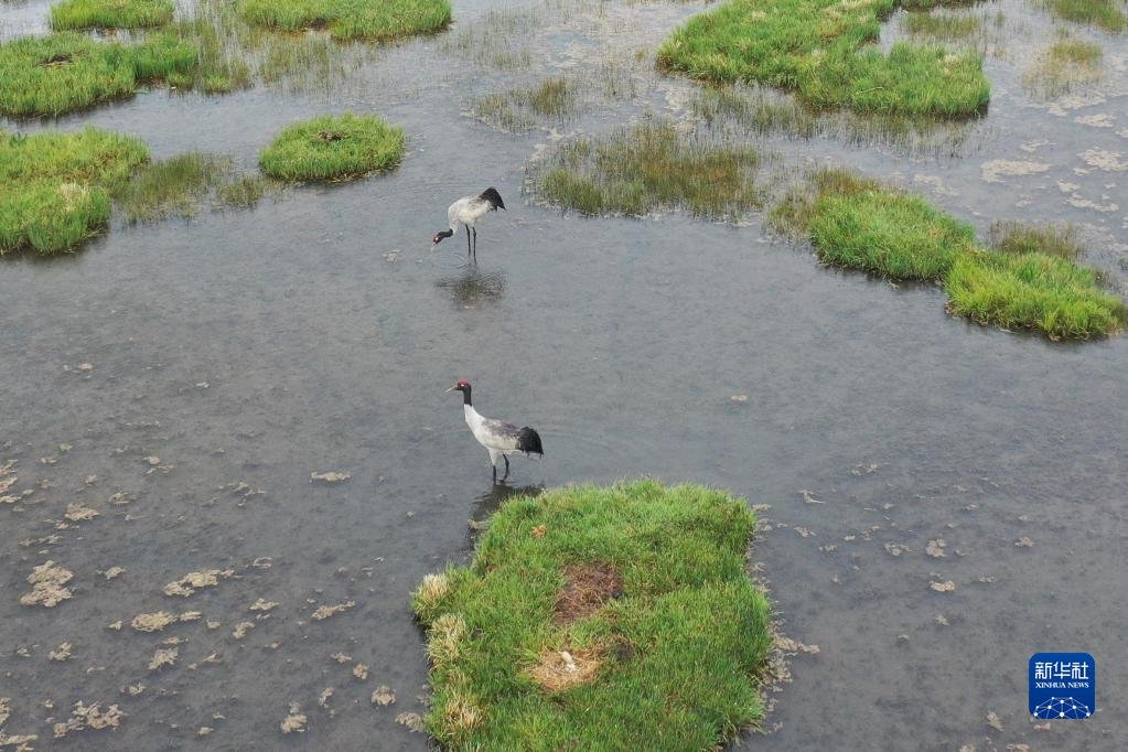这是在甘肃省甘南藏族自治州碌曲县尕海湖拍摄的国家一级保护动物黑颈鹤及其幼鸟(无人机照片,2021年6月2日摄)新华社记者 杜哲宇 摄