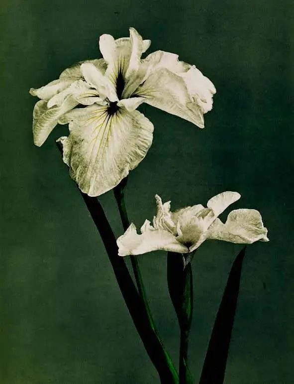 小川一真，《花菖蒲》（Iris Kaempferi），1896年