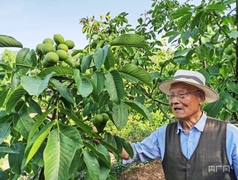 张克生在核桃园开展技术指导 央广网发 胡永辉 摄