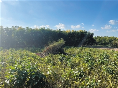 2021年9月,陆中明的墓地。新京报记者 左琳 摄