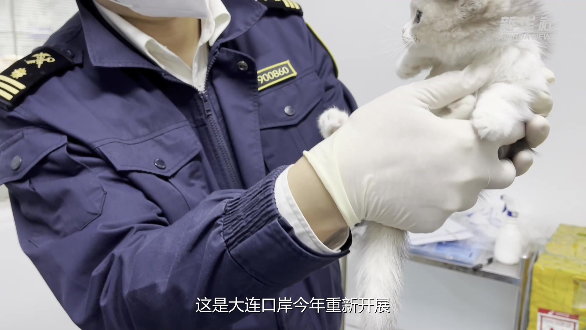 海关助力萌宠出口_凤凰网视频_凤凰网