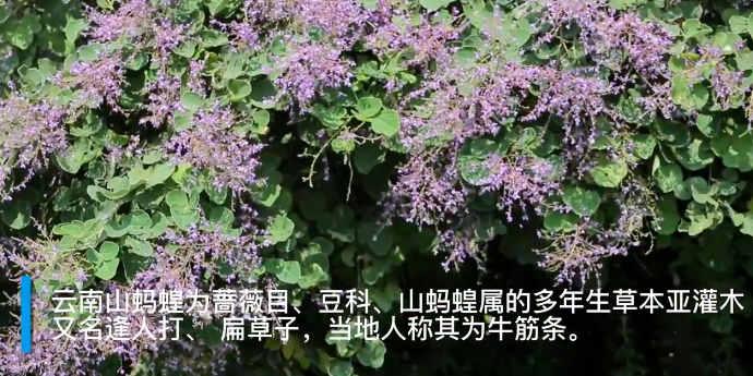 攀枝花的云南山蚂蝗开了，网友：看名字吓哭了，看到花美哭了